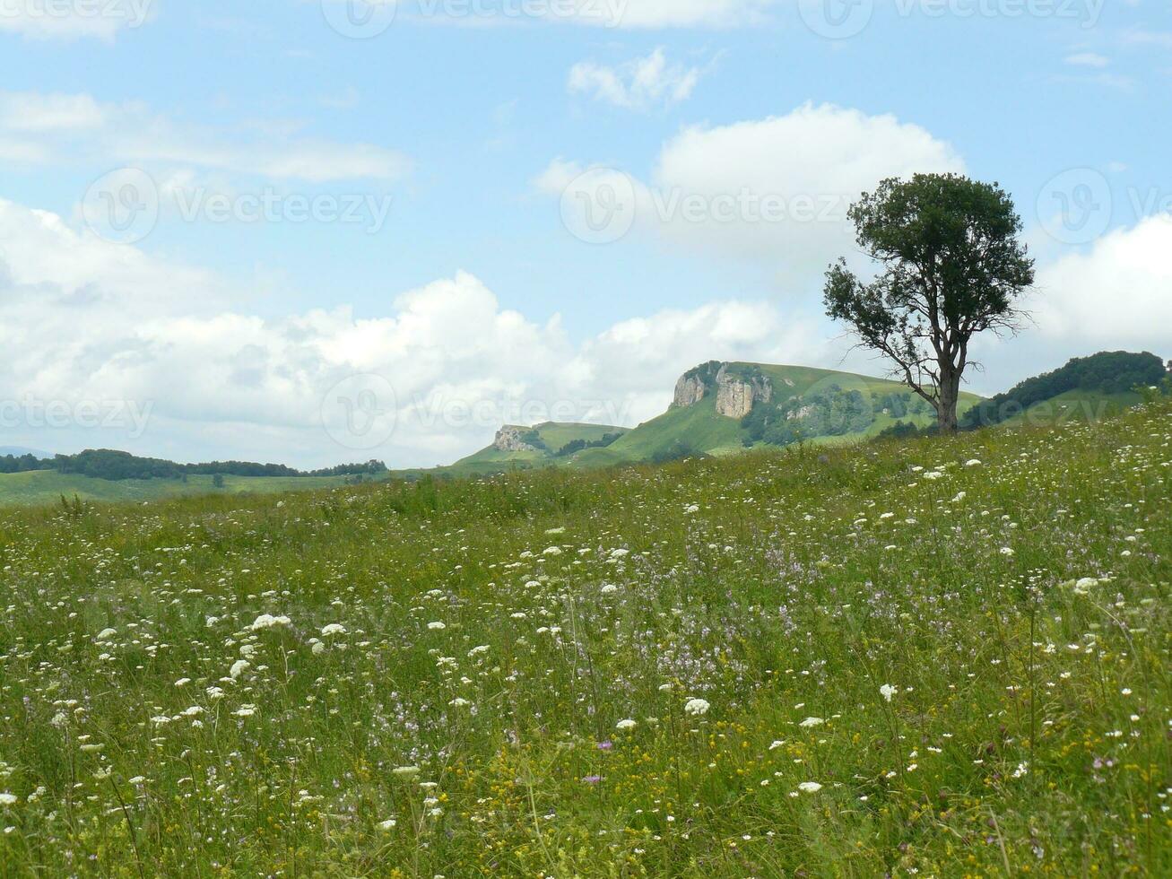 The blossoming meadows on slopes of hills. photo