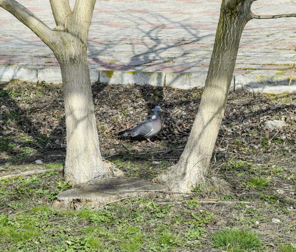 The blue dove. pigeon is the bird of the world. photo