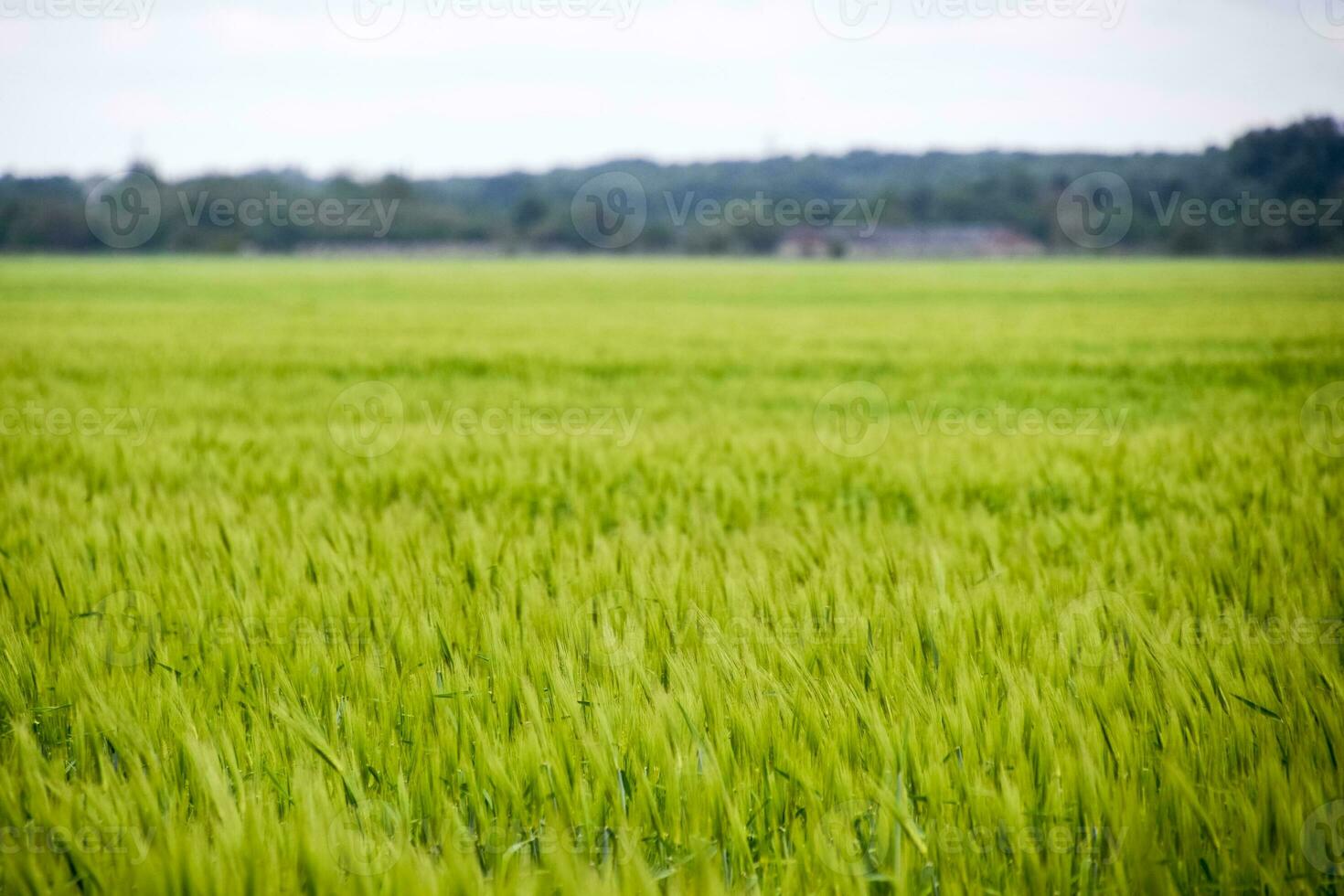 field of green immature barley. Spikelets of barley. The field is barley, Rural landscape. photo