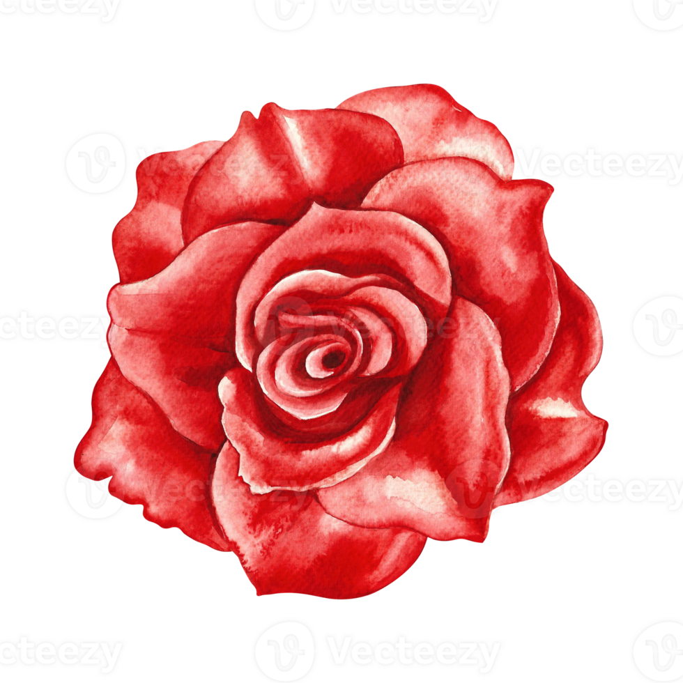 Red blooming rose. Hand-drawn watercolor illustration. A design element of a flower card, a wedding invitation. For packaging and labels, posters and leaflets, prints and banners png