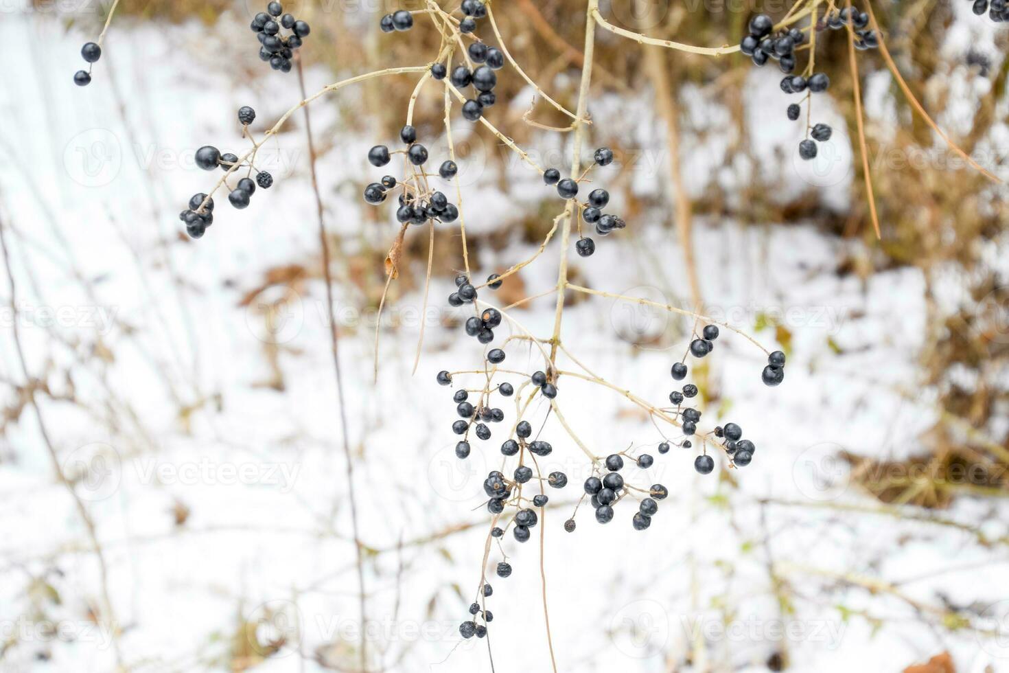 Berries of chokeberry aronia on branches in winter. photo