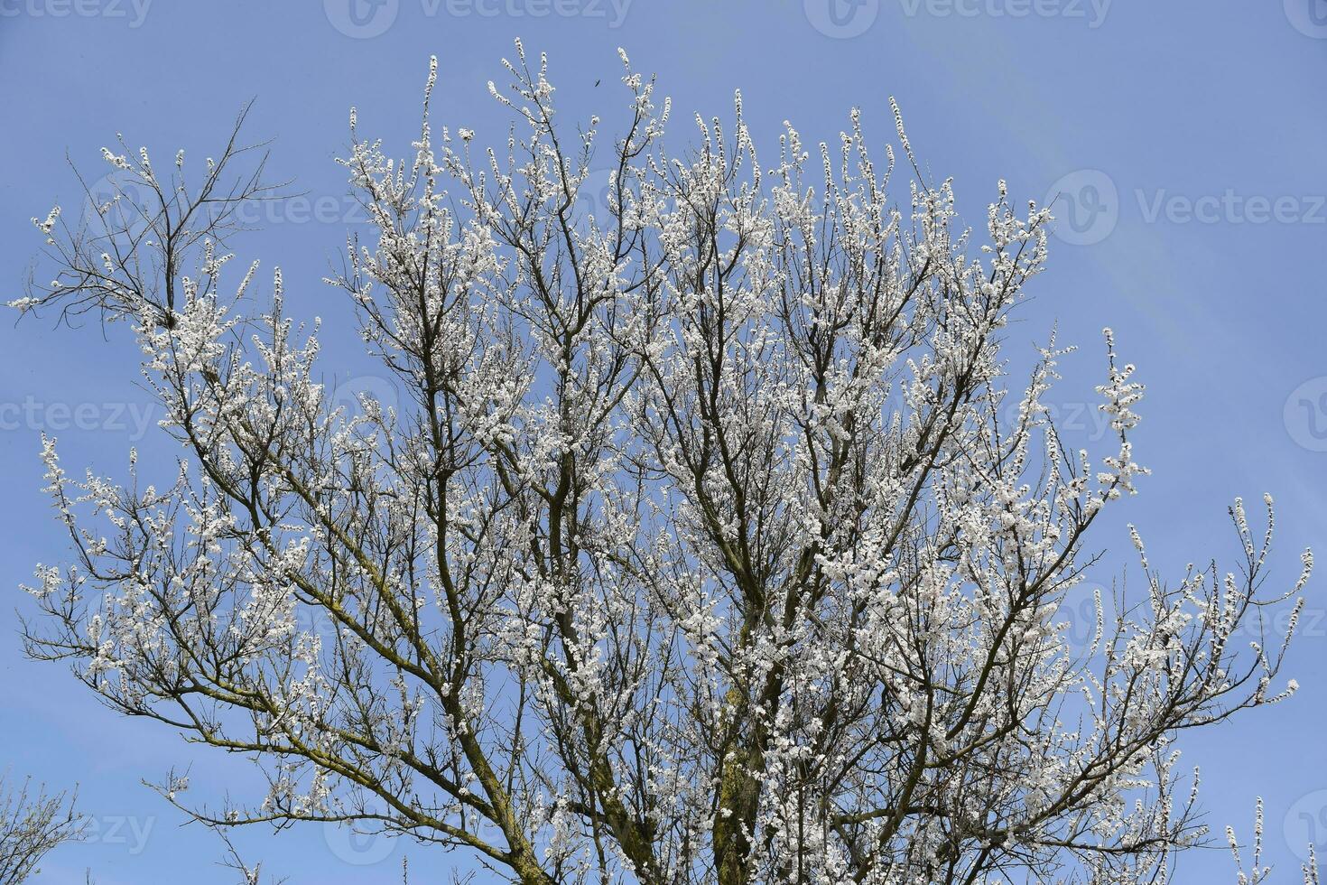 Spring flowering trees. Pollination of flowers of apricot. Blooming wild apricot in the garden photo