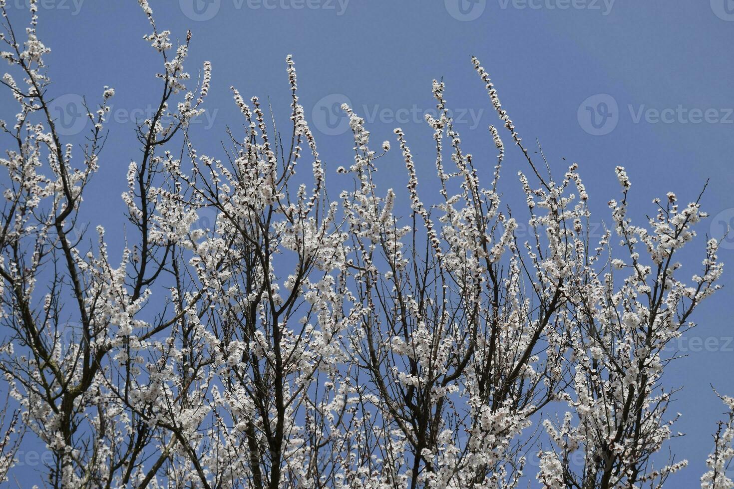 Spring flowering trees. Pollination of flowers of apricot. Blooming wild apricot in the garden photo