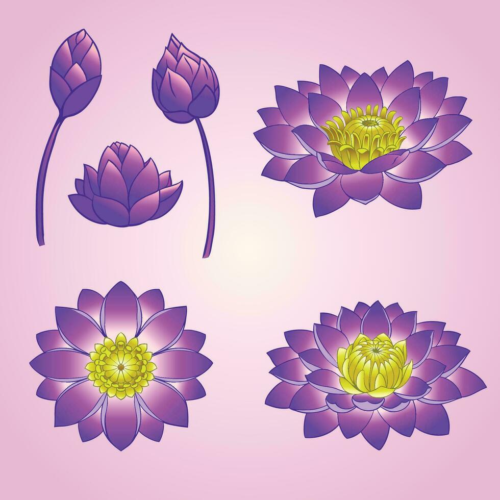 colección de Violeta loto mano dibujo diseño vector