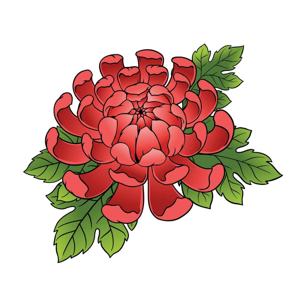 Vector Illustration of Chrysanthemum Flower with Leaves