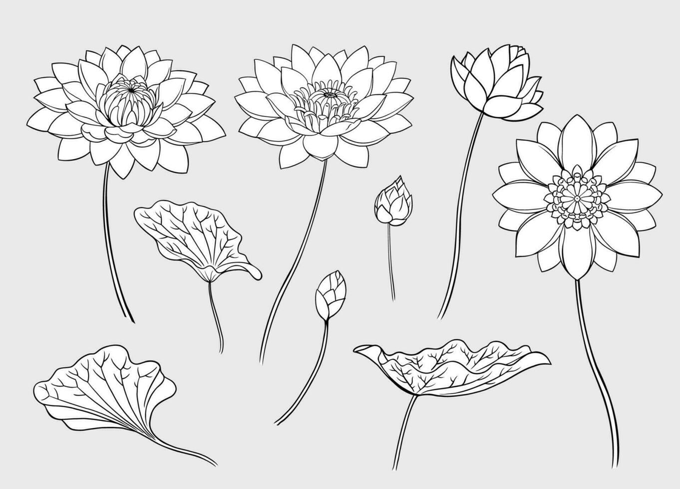 Lotus Line Art Set Collection vector