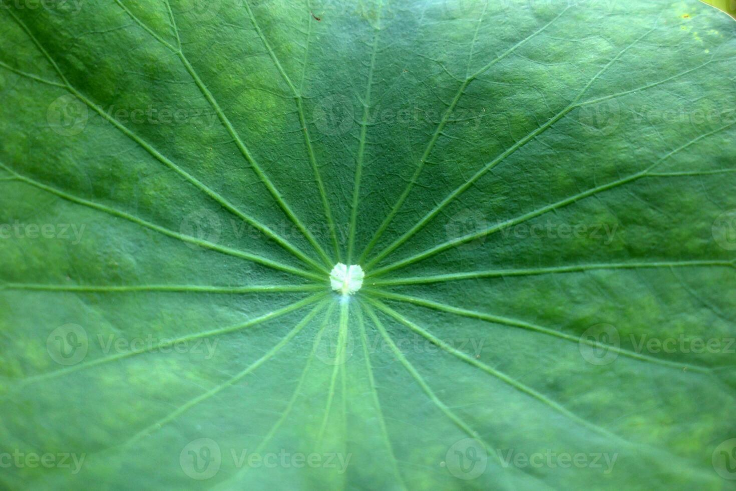 Lotus leaf with water droplets, closeup of green leaf photo