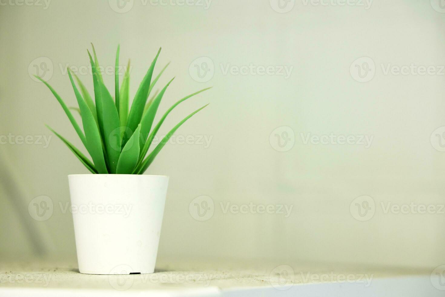 Indoor plant in a white pot on a white table in the room photo