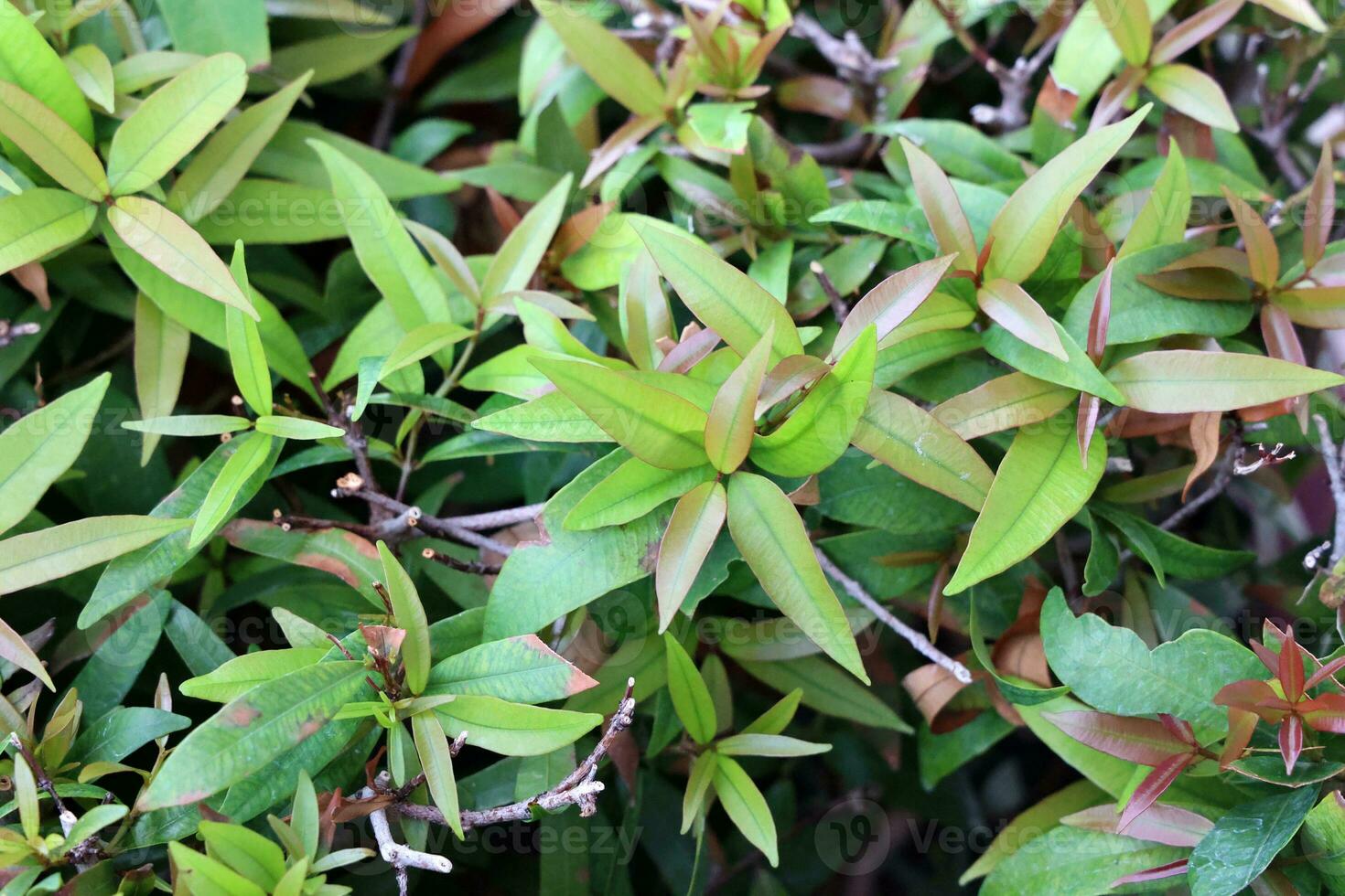Close up of green leaves in the garden. Nature background and texture. photo