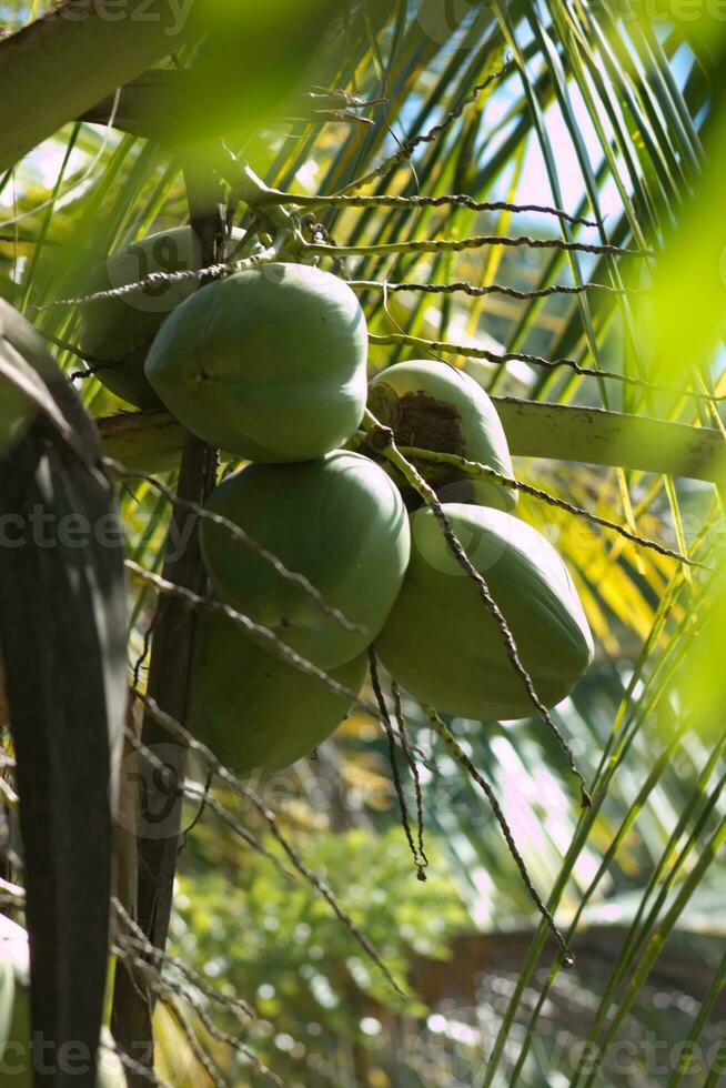 verde cocos en tropical árbol 1 foto