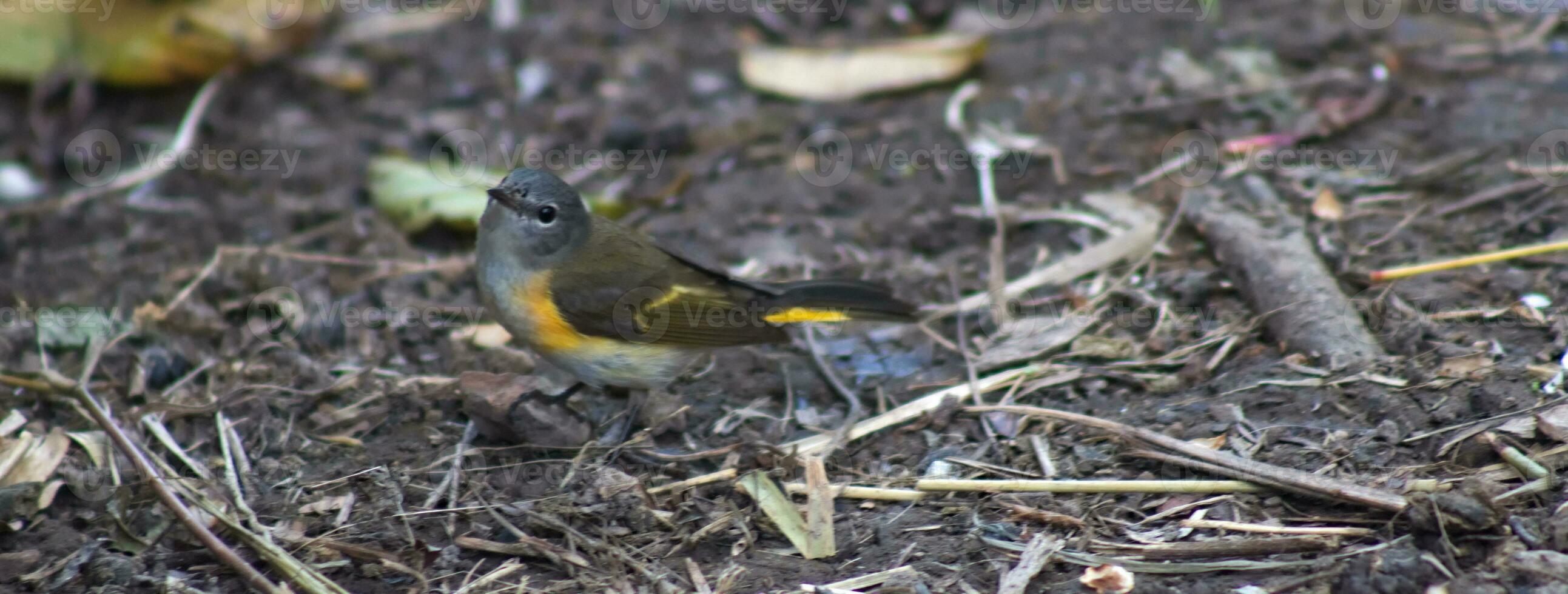 Little Bird on the Ground 3 photo