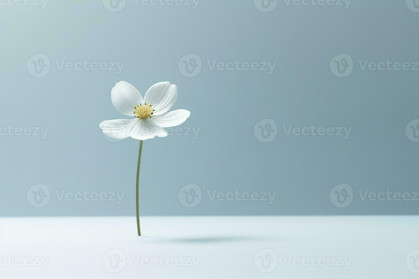 A single white flower on a plain background Generative AI photo
