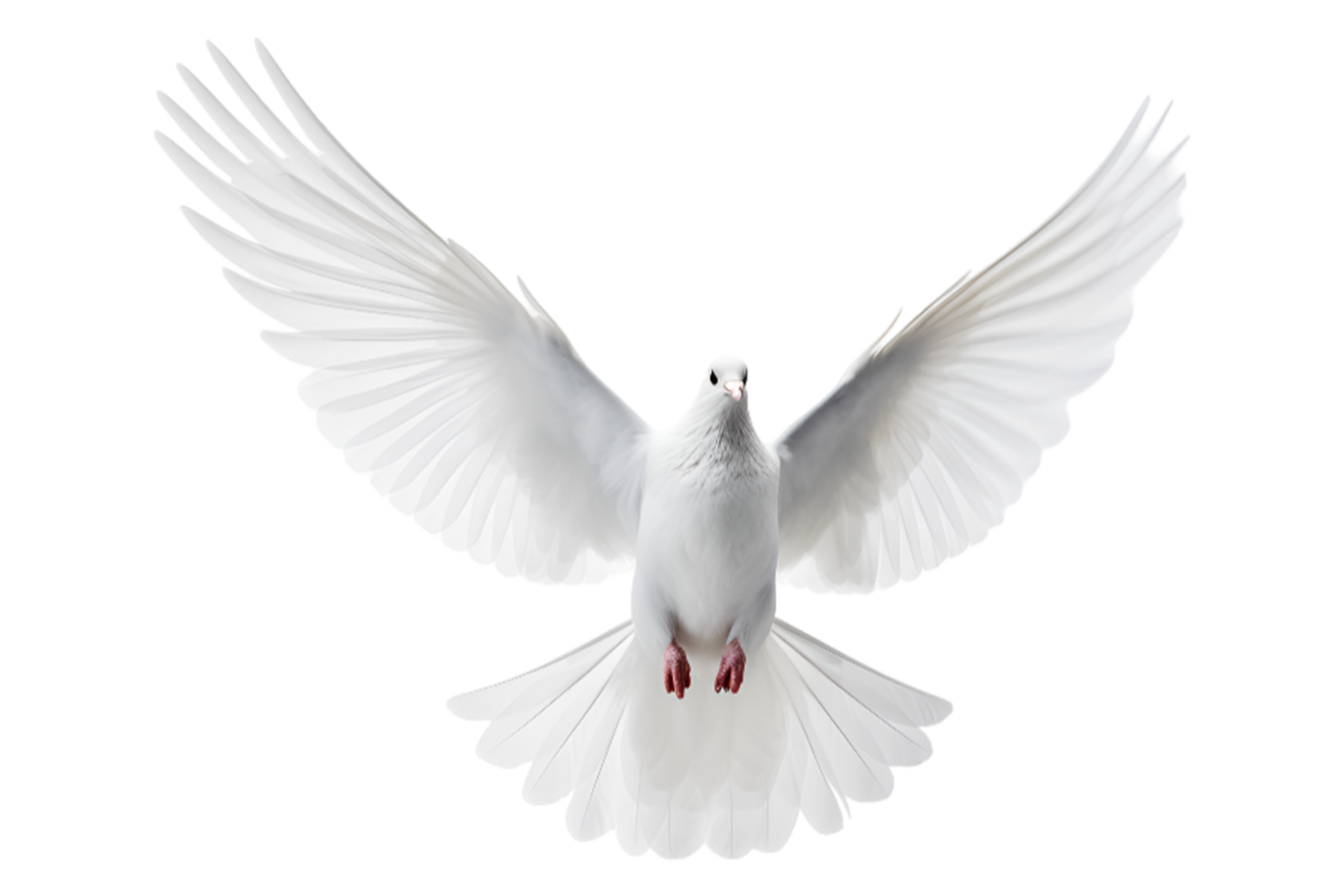 AI generated Dove isolated on transparent background png