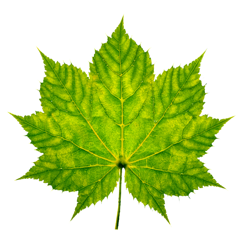 AI generated Green leaves isolated on transparent background ai generated. png