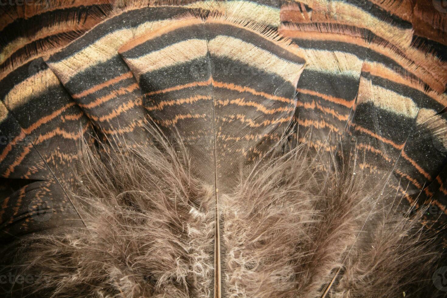 Eastern Wild Turkey Tail Feathers Fan Closeup photo