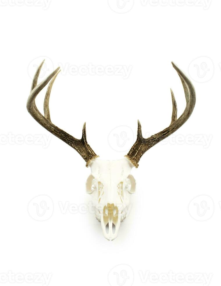 Whitetail Deer Buck Antlers and Skull photo