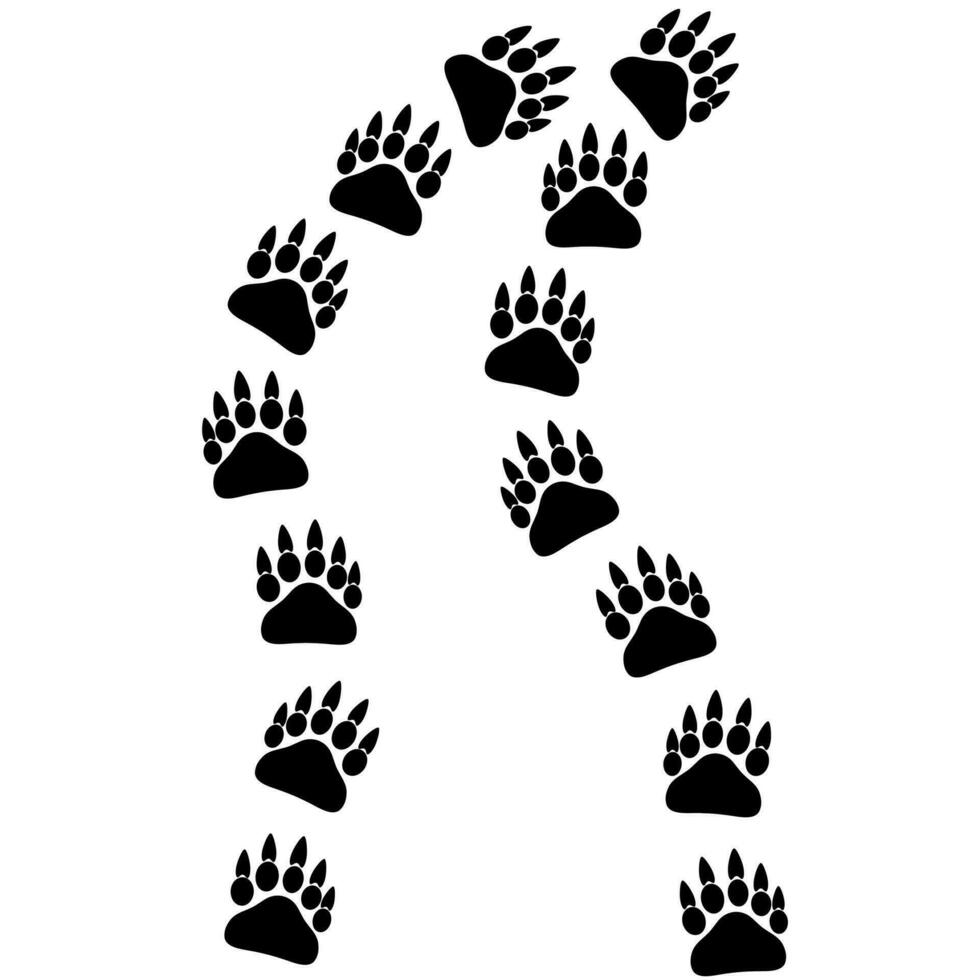 Bear footprints on a white background. Bear trail. Danger sign of carnivorous animals. vector