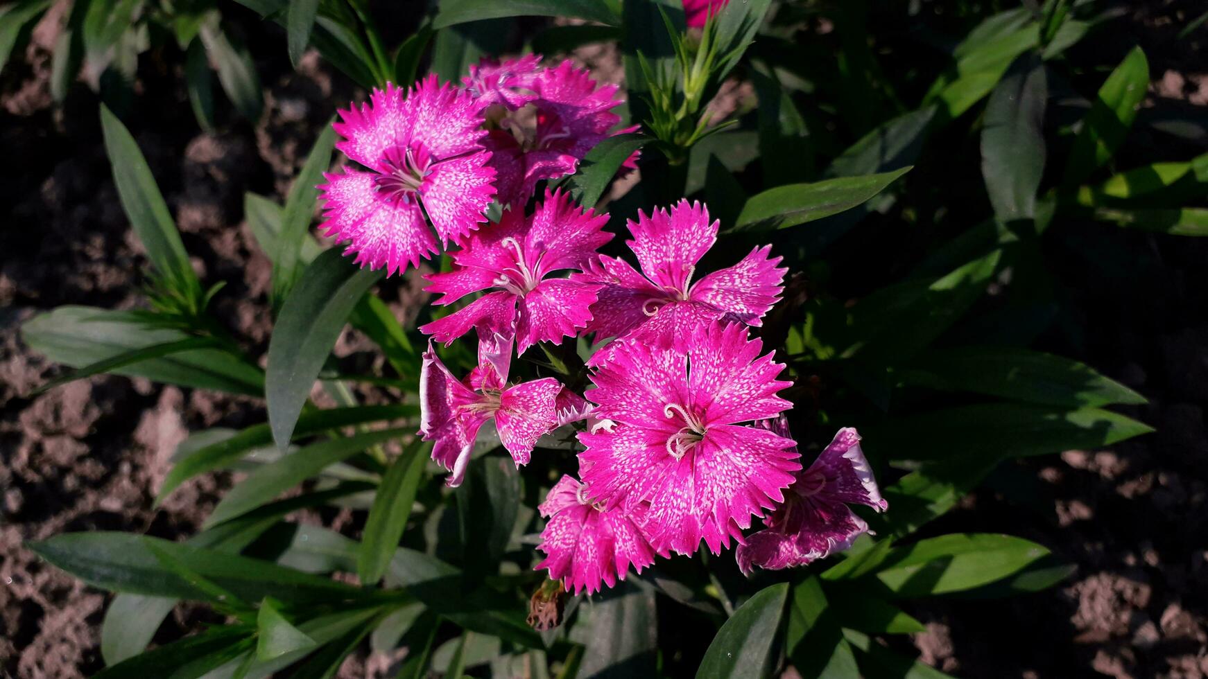 Blooming Zinnia Elegant Flower-Pink Color photo