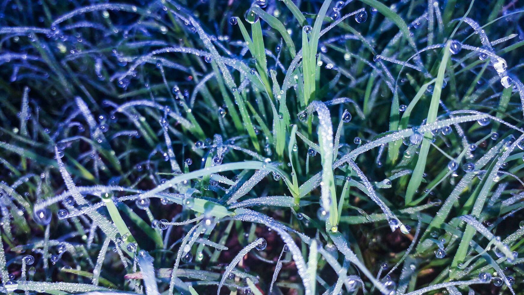 Cool Winter Morning Dew On The Grass photo