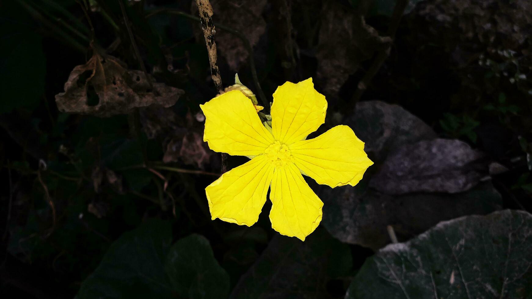 hermosa amarillo color flor en jardín foto