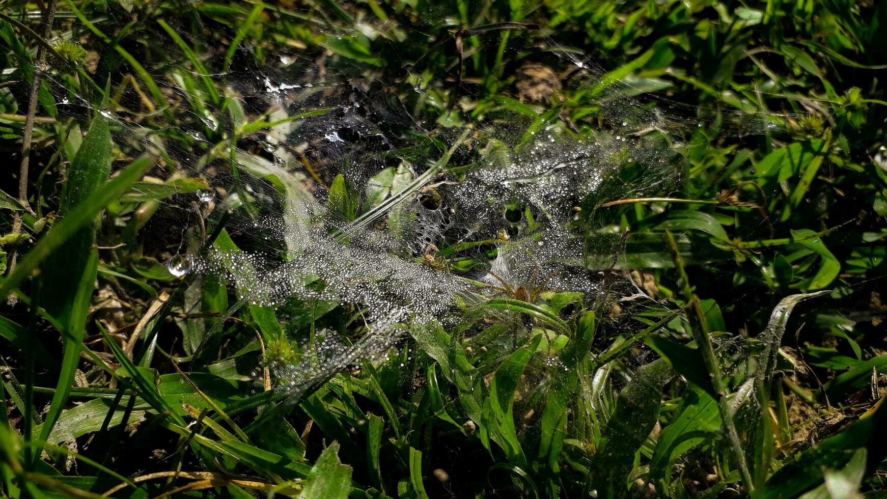 Close-Up Of Morning Dew Drops Cover A Spider Web Made By A Grass Spider photo