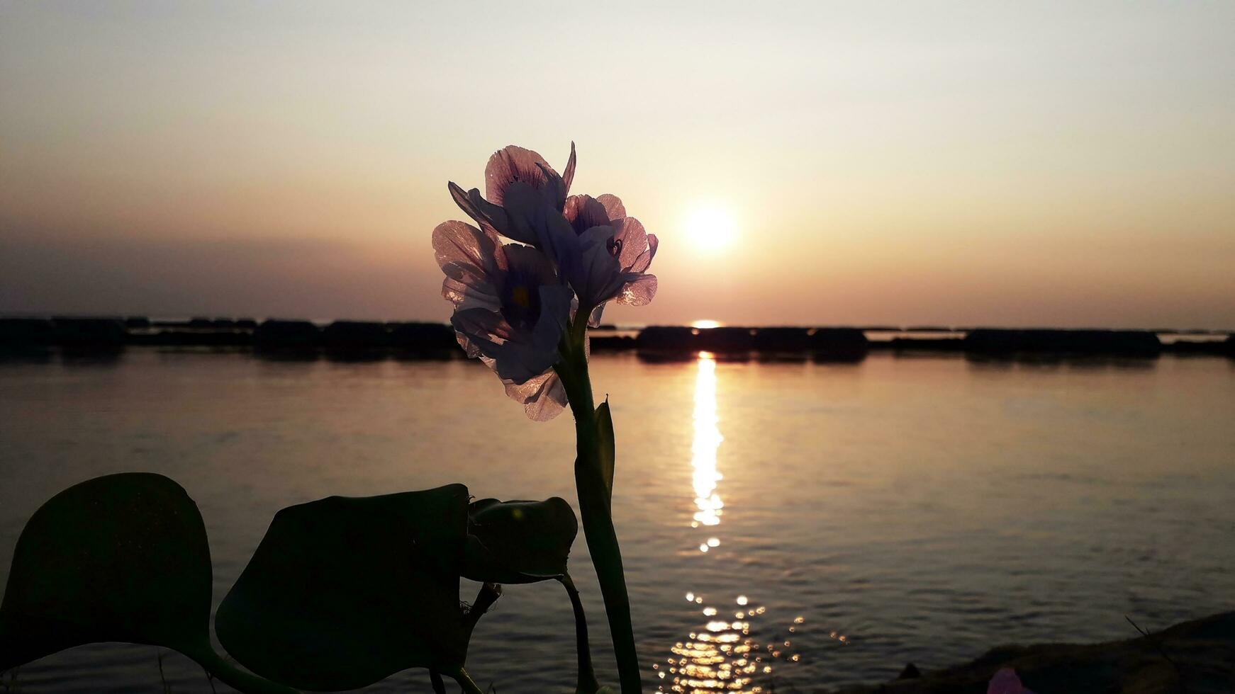 Water Hyacinth With Sunset Background In Padma River photo