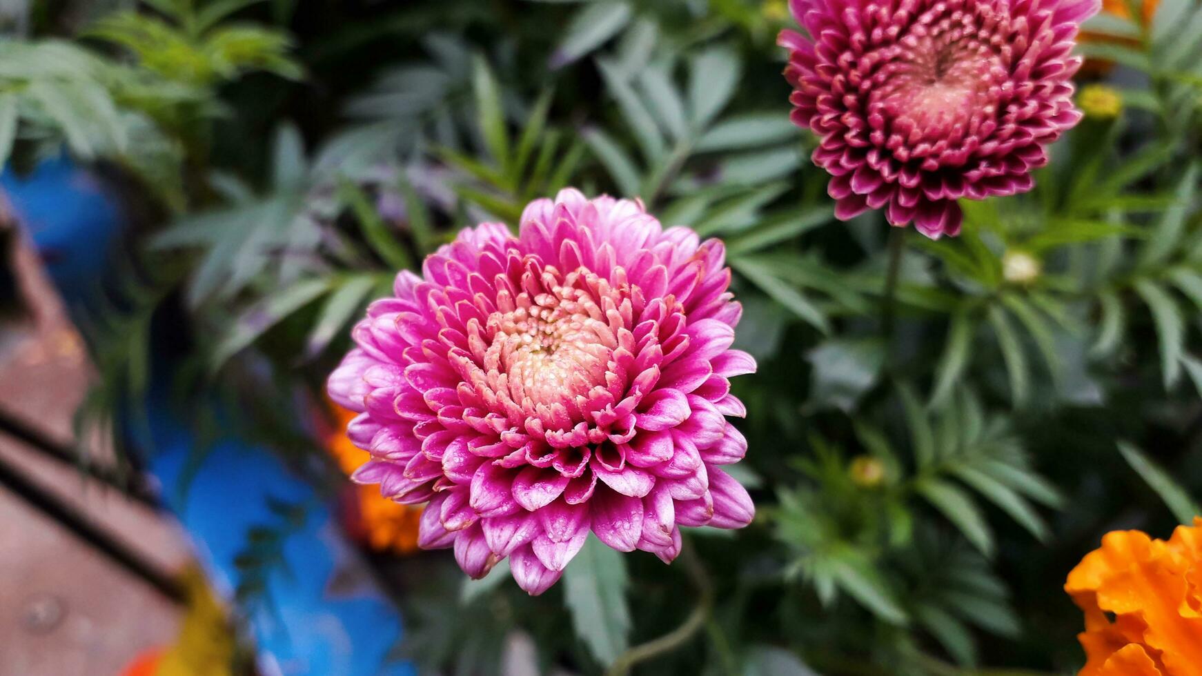 Chrysanthemums, sometimes called mums or chrysanths photo