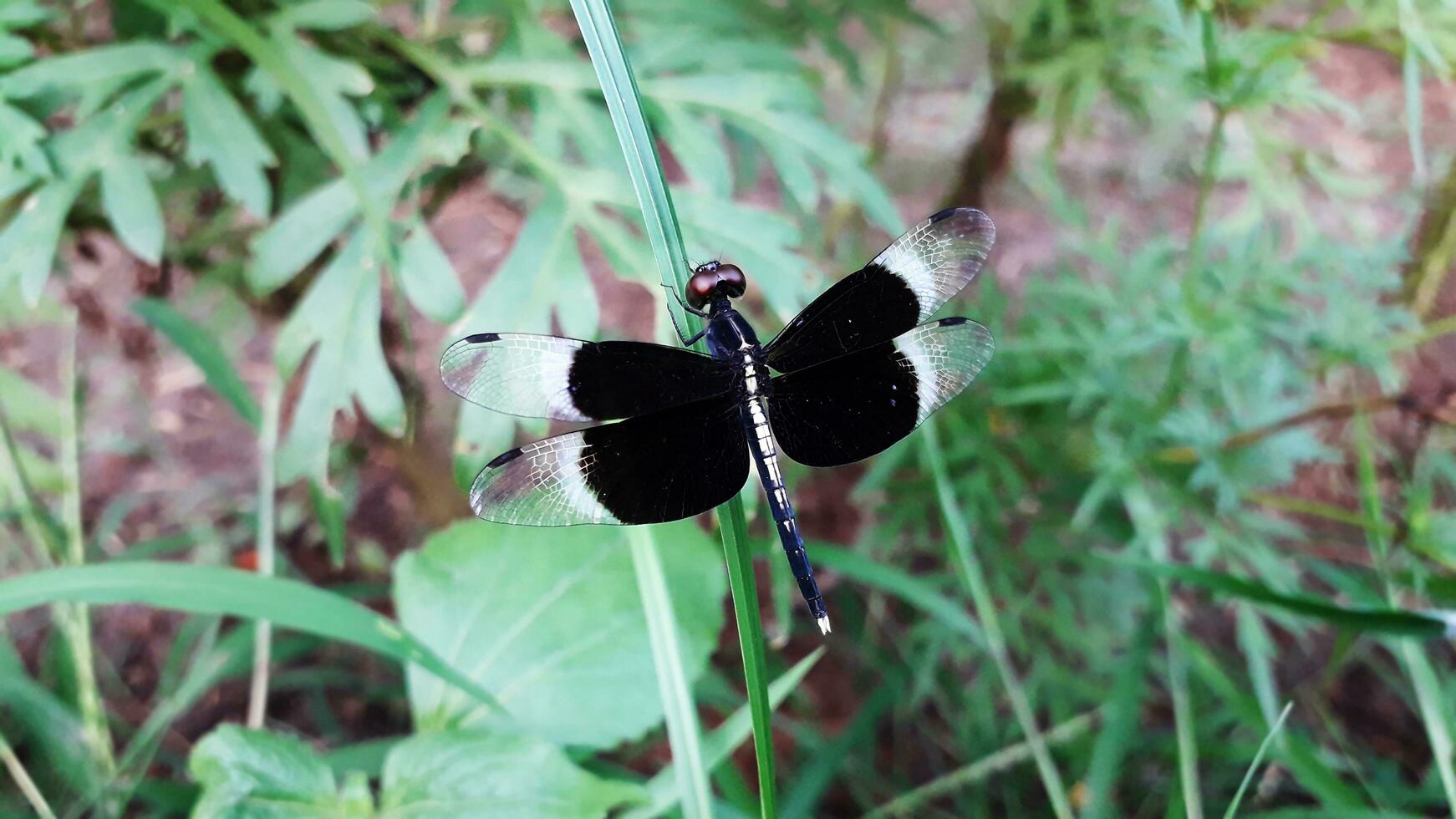 Black and White Dragonfly on Green Grass photo