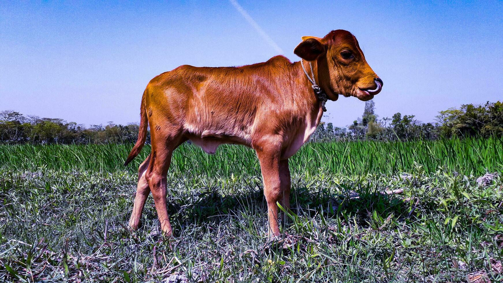 Red Cow Calf In A Green Field photo