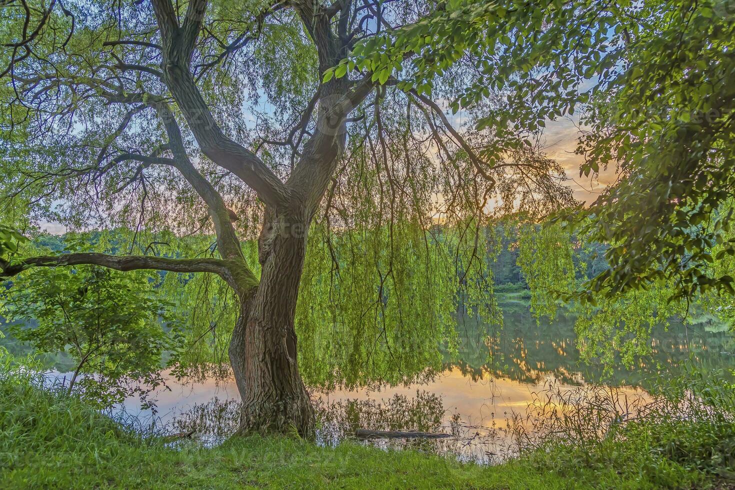 Picture of a weeping willow with fresh green leaves at a pond in backlight photo