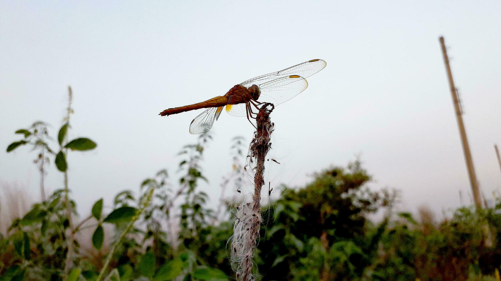 Seated Beautiful Yellow Color Dragonfly photo