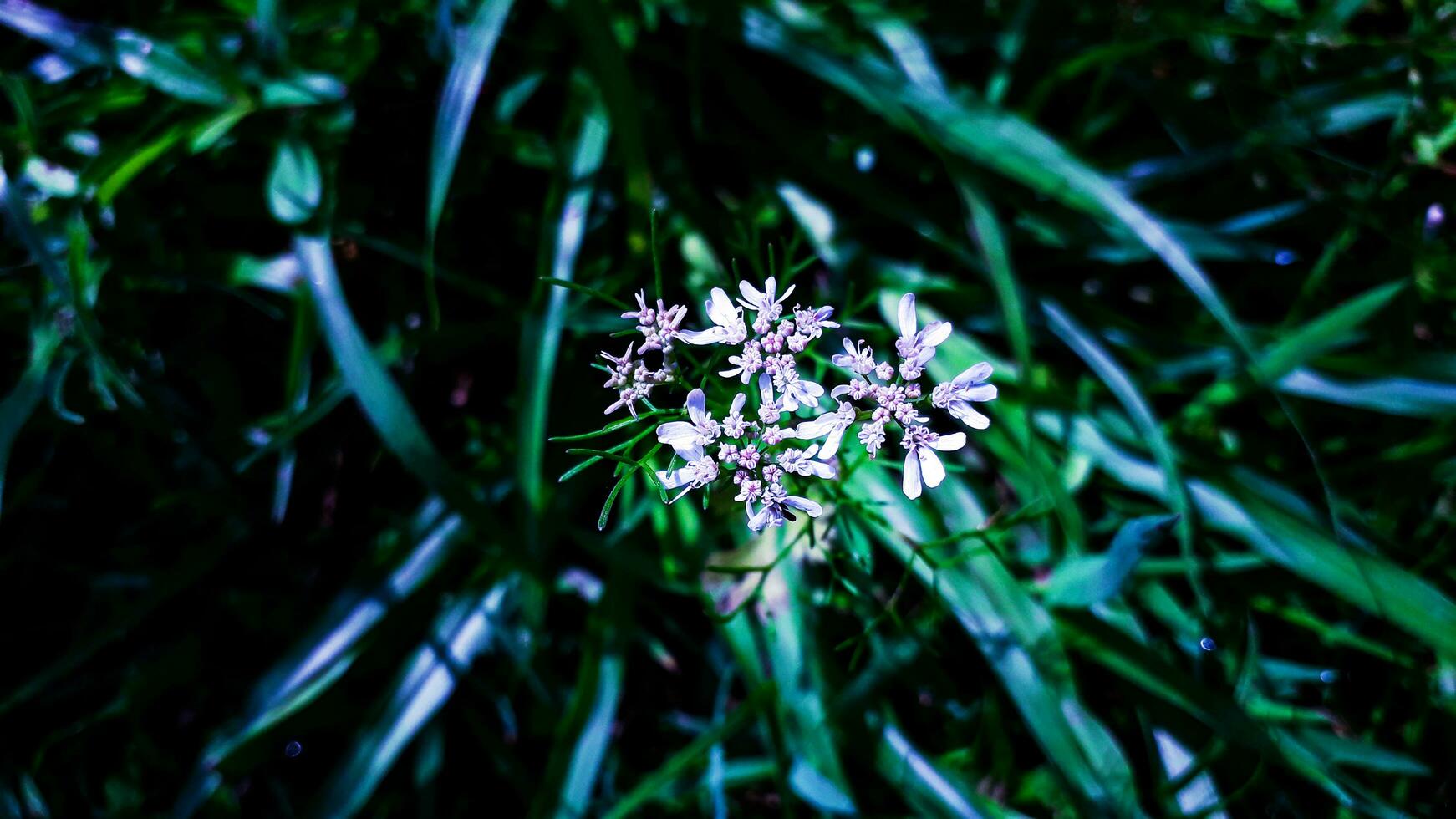 hermosa césped flor con verde antecedentes foto