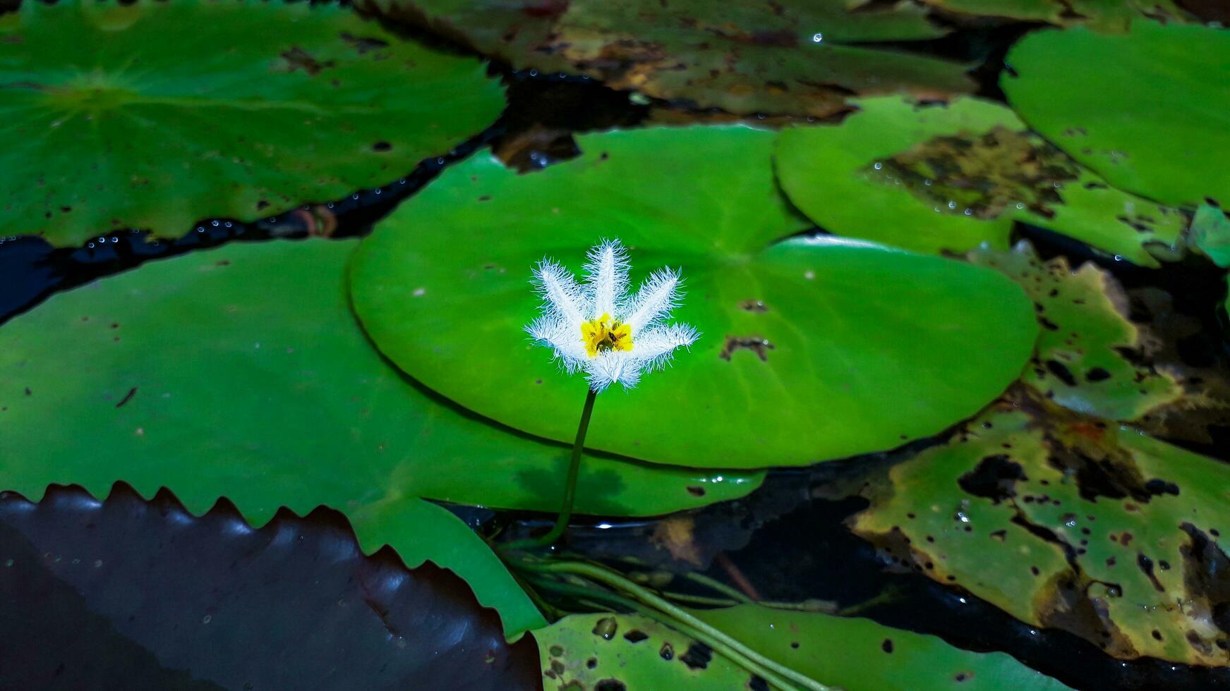 White And Yellow Color Flower With Leaves of Lilies photo