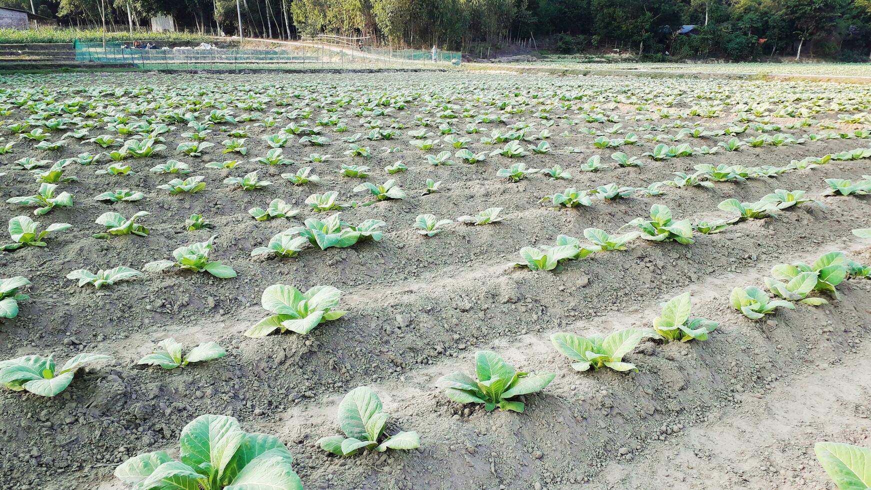 el creciente tabaco planta en el agricultores plantación foto