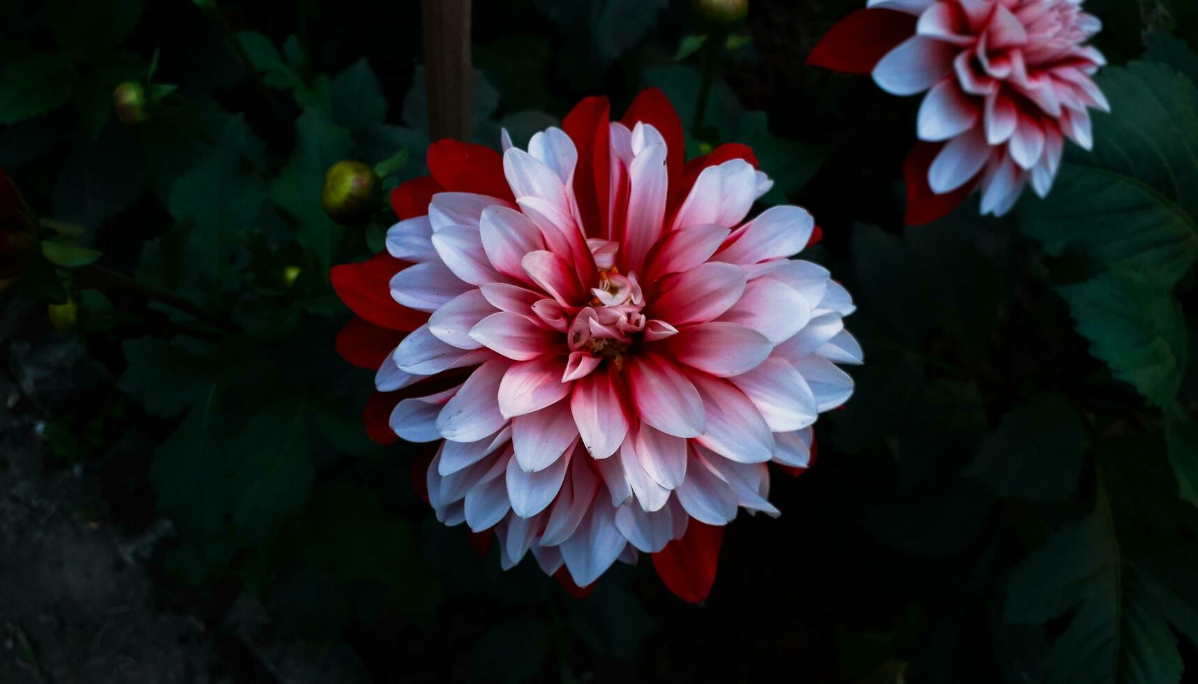 White and Pink Color Dahlia Flower photo