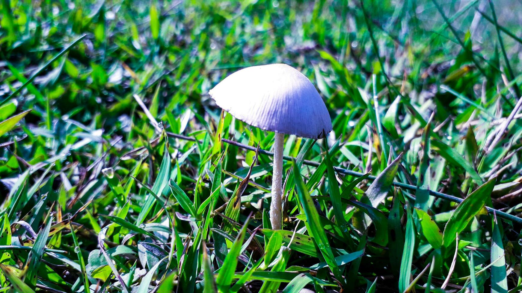 Beautiful Parasol Mushroom On Green Grass photo