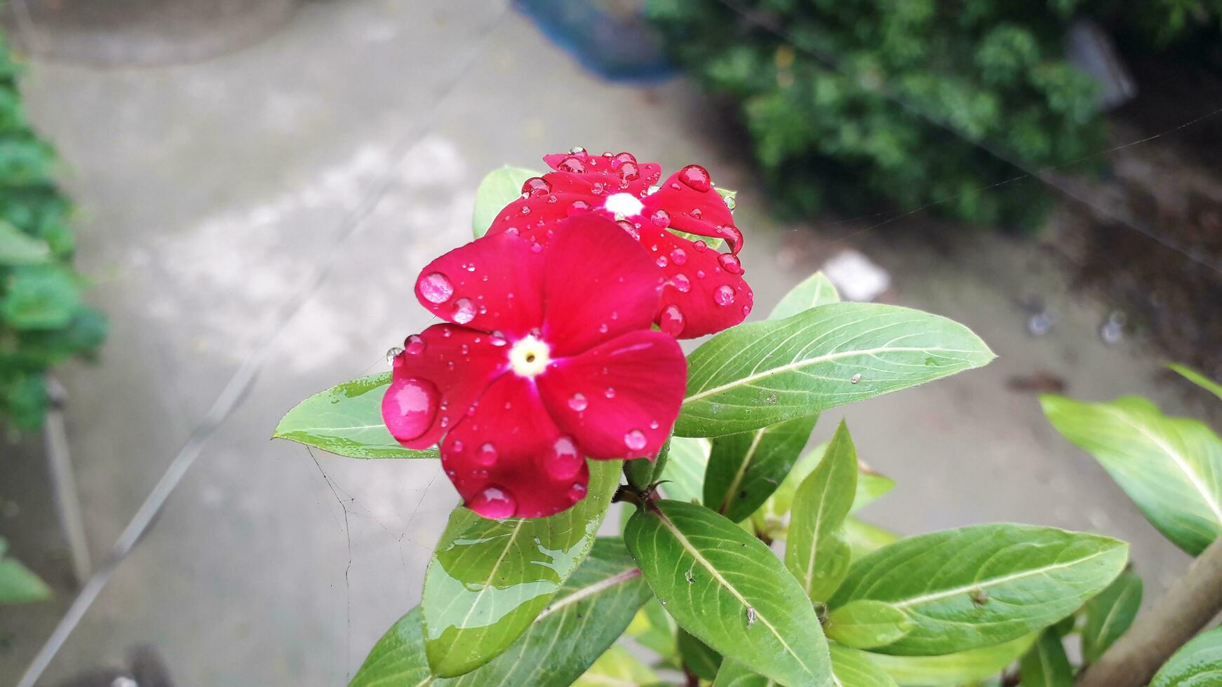 Red Flower with water Drop photo