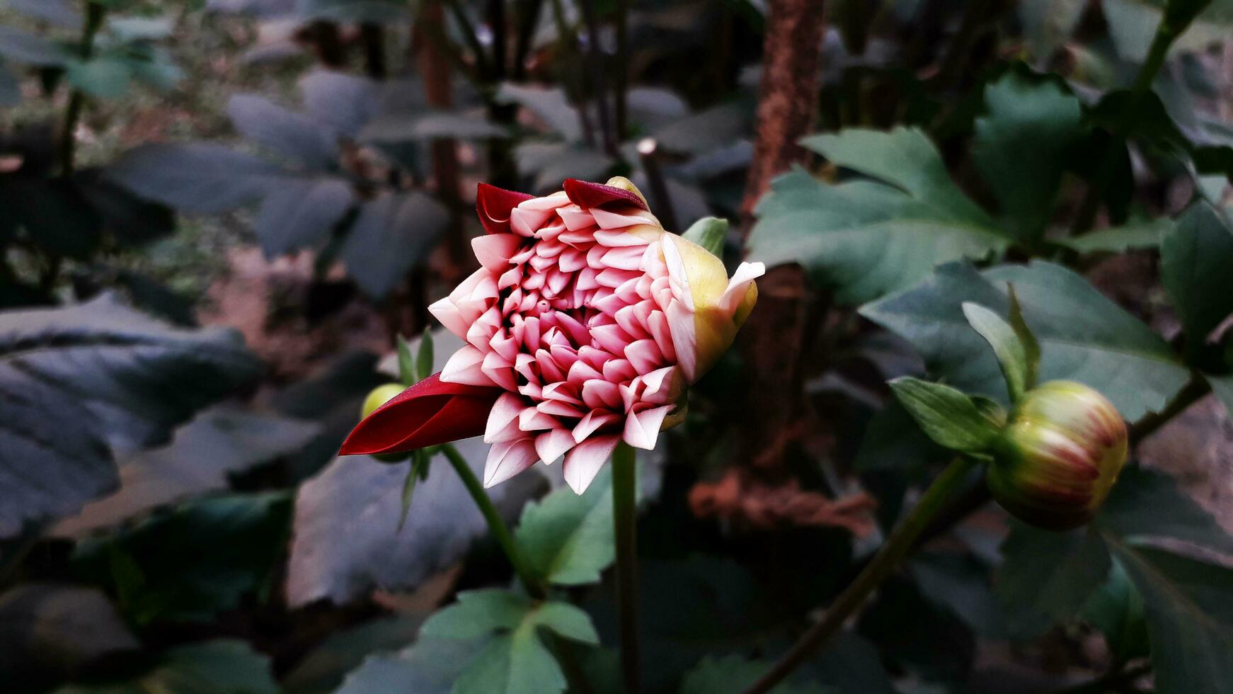 ver de dalia flor en el jardín foto