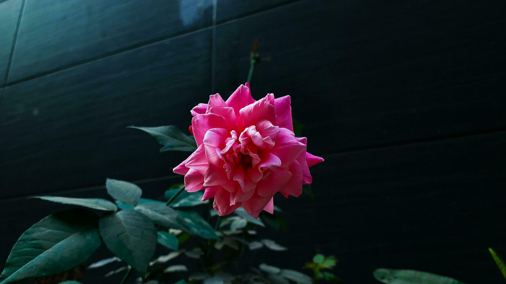 hermosa rojo Rosa flor aislado en oscuro antecedentes foto