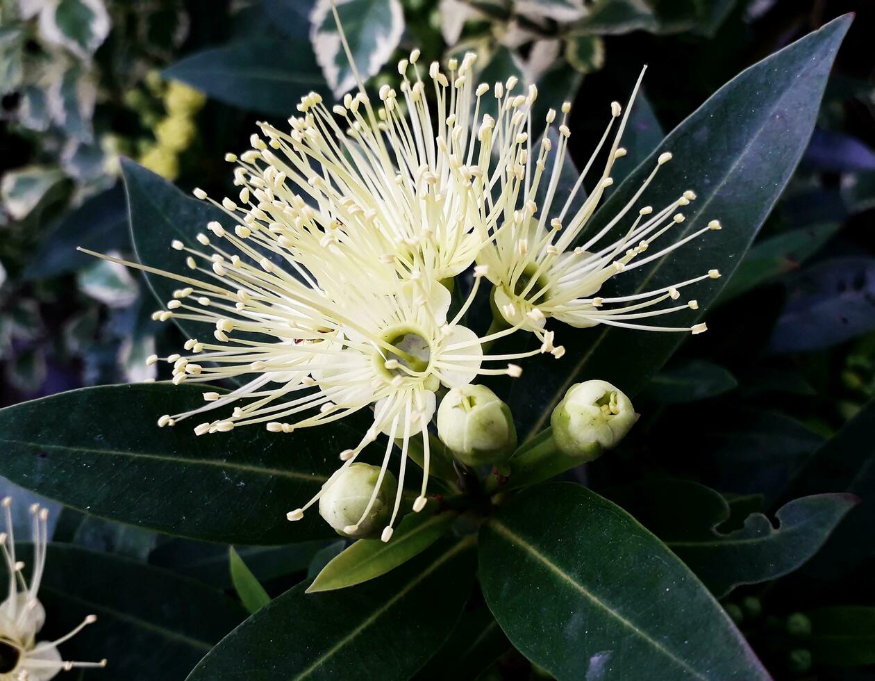Jambo-Rose Apple Flowers photo