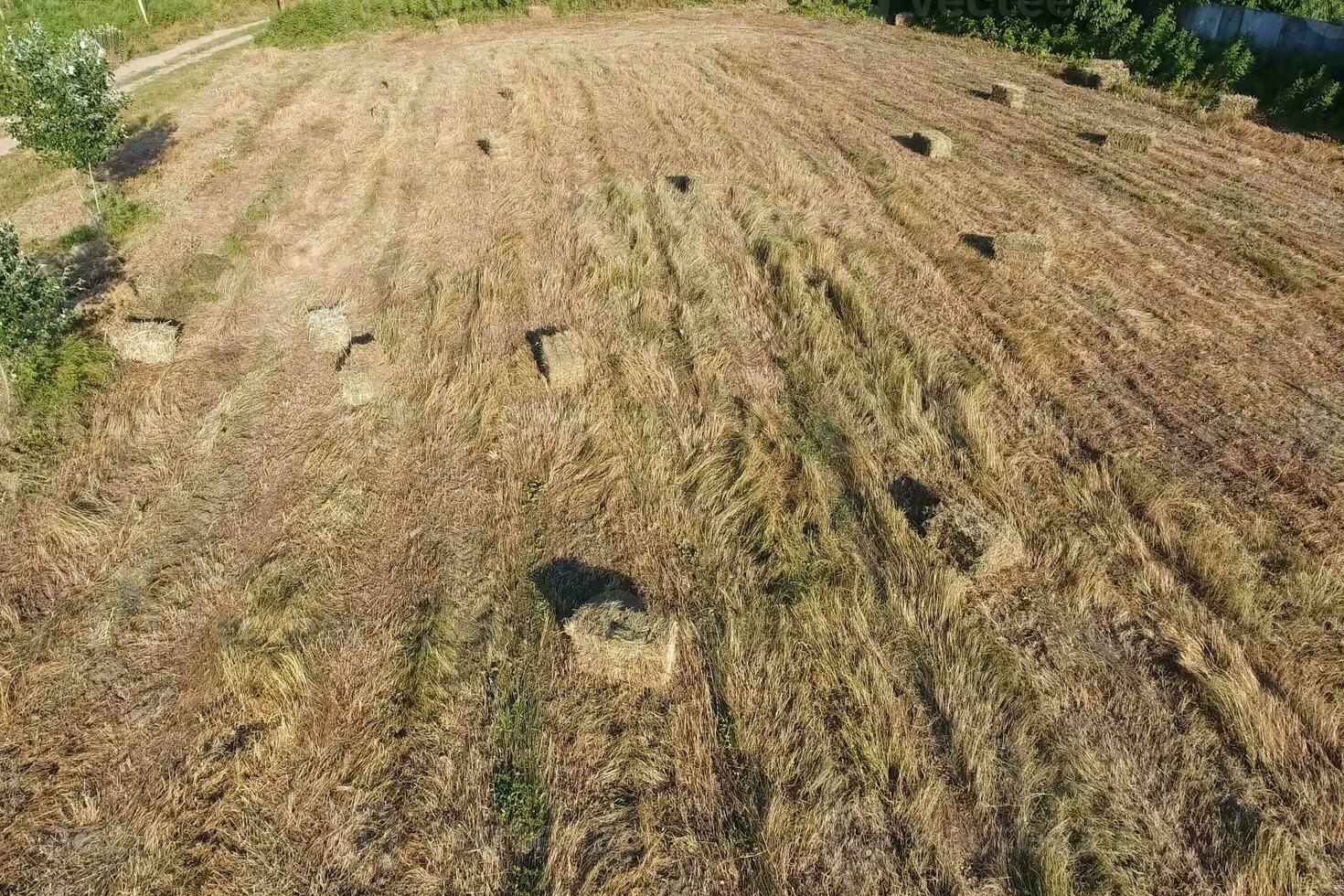 Rectangular bales of hay on the field. Hay photo