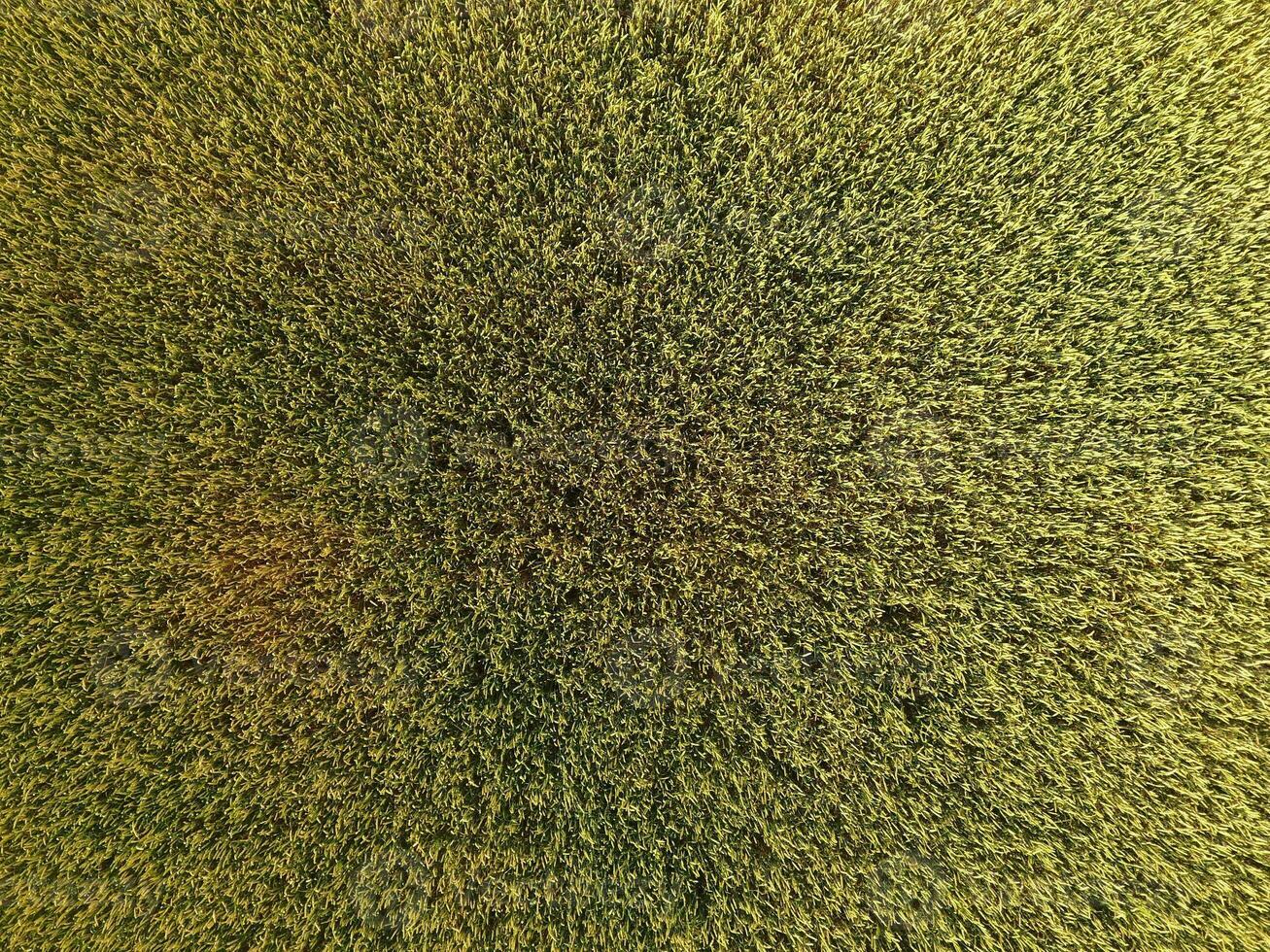 Ripening wheat. Green unripe wheat is a top view. Wheat field photo