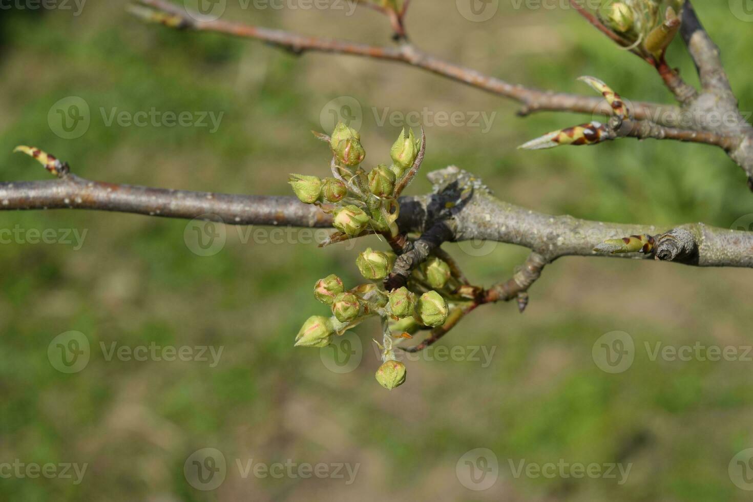 Blossoming buds of pear tree. Dissolve kidney pears photo