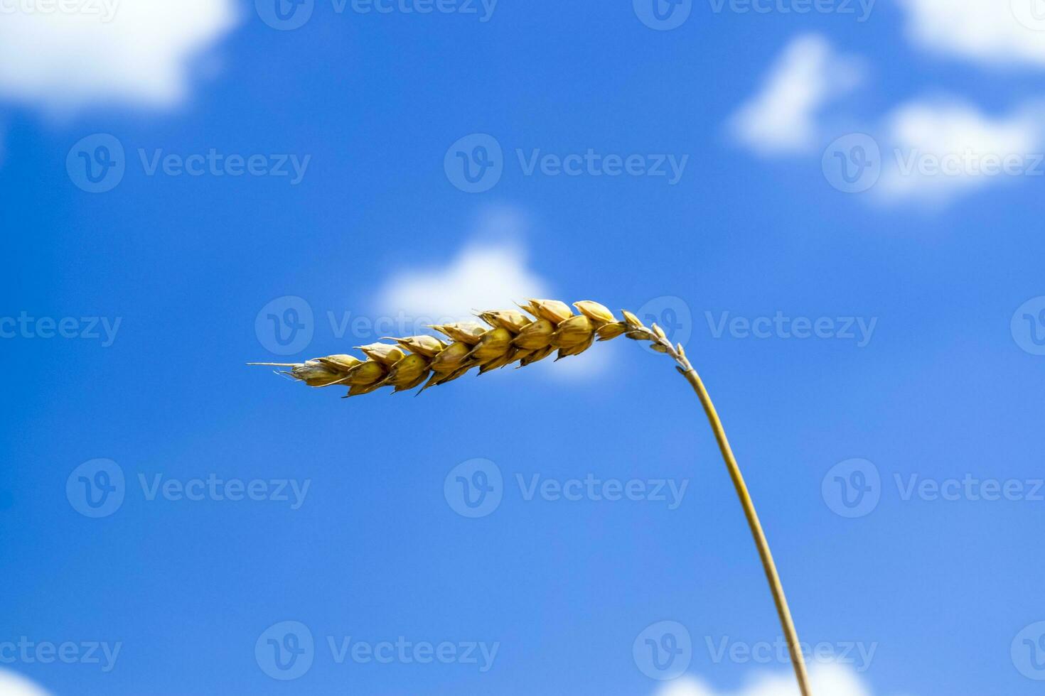 Spikelets of wheat against the sky photo