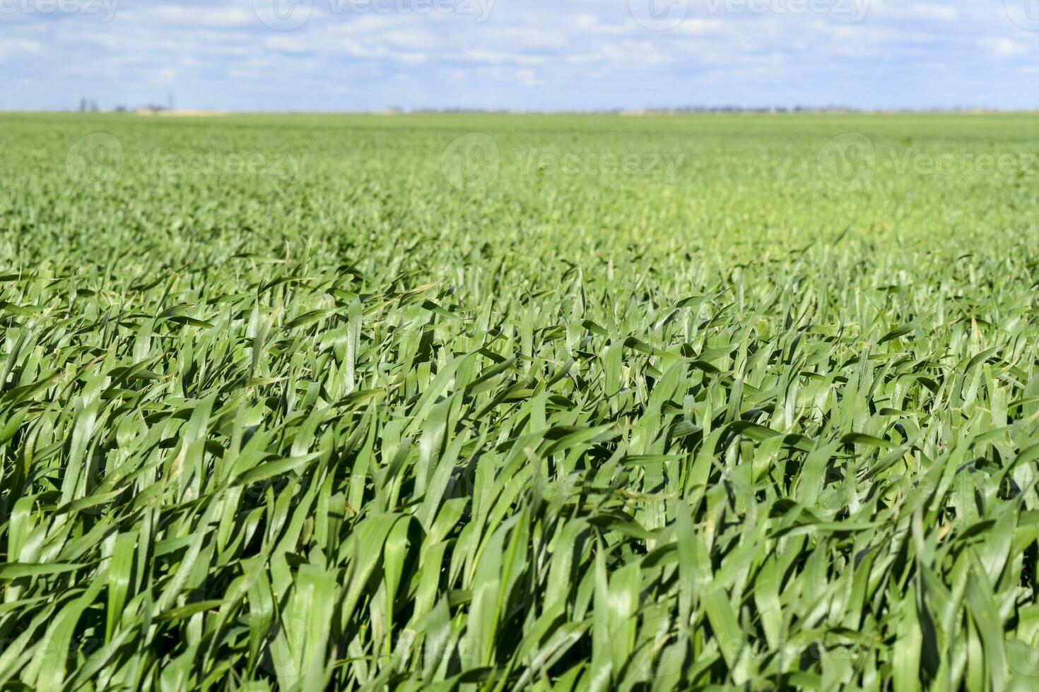 Field of young green barley photo