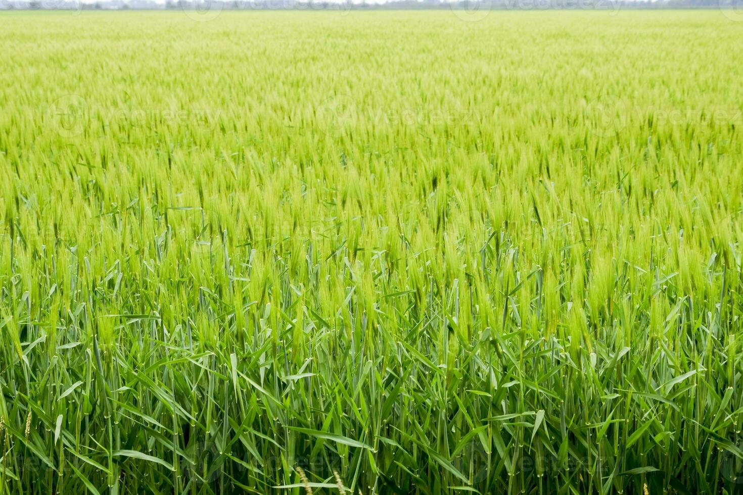 field of green immature barley. Spikelets of barley. The field is barley, Rural landscape. photo