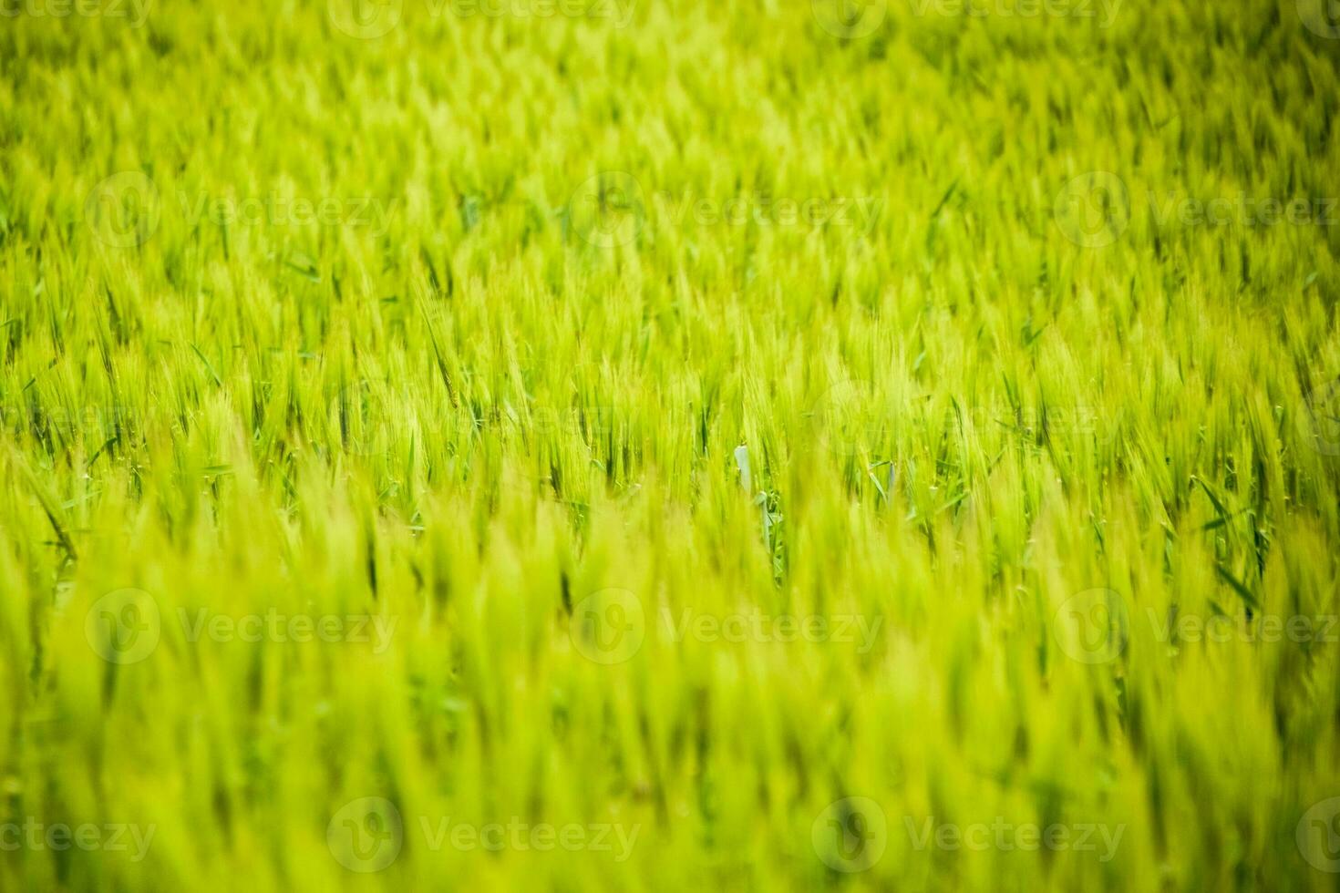 field of green immature barley. Spikelets of barley. The field is barley, Rural landscape. photo