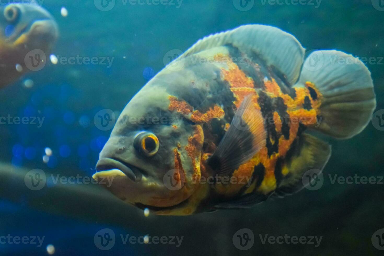 Fish in the aquarium of aquarium, photo