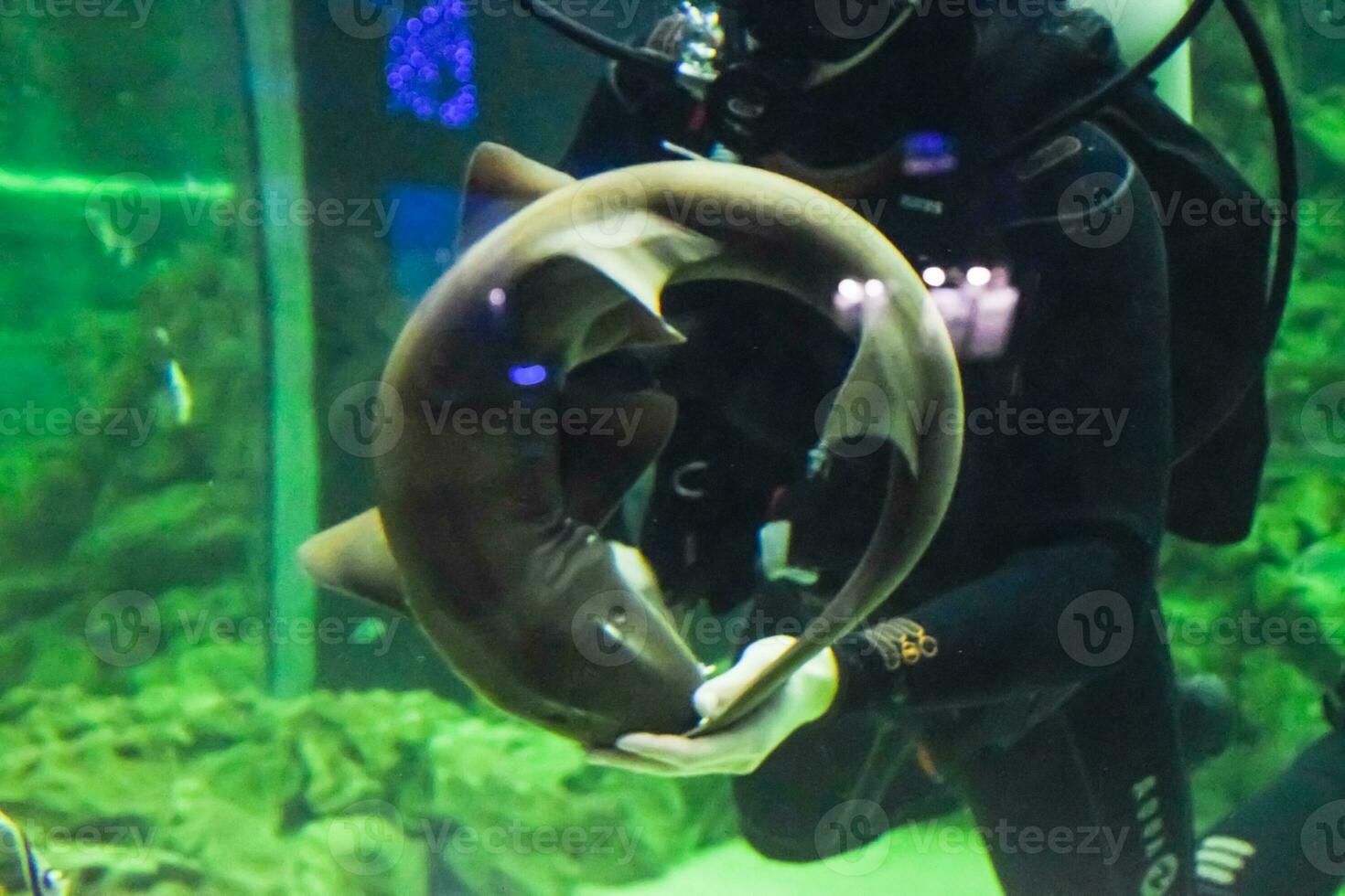 Scuba Diver plays with cat shark photo