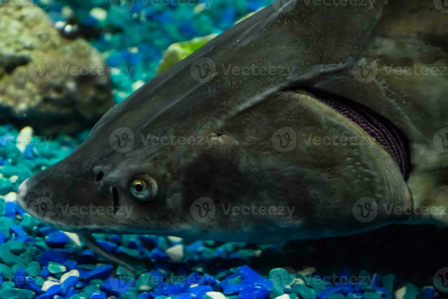 Fish sturgeon swims in the aquarium of oceanarium. Sturgeon fish photo